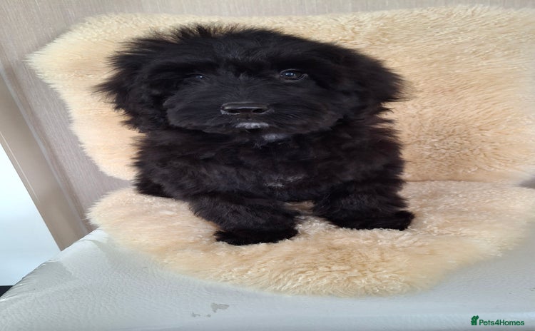 Sproodle dogs - Advert 10