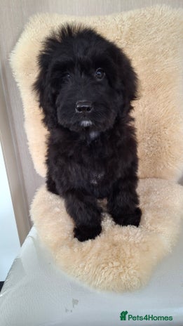 Sproodle dogs - Advert 10