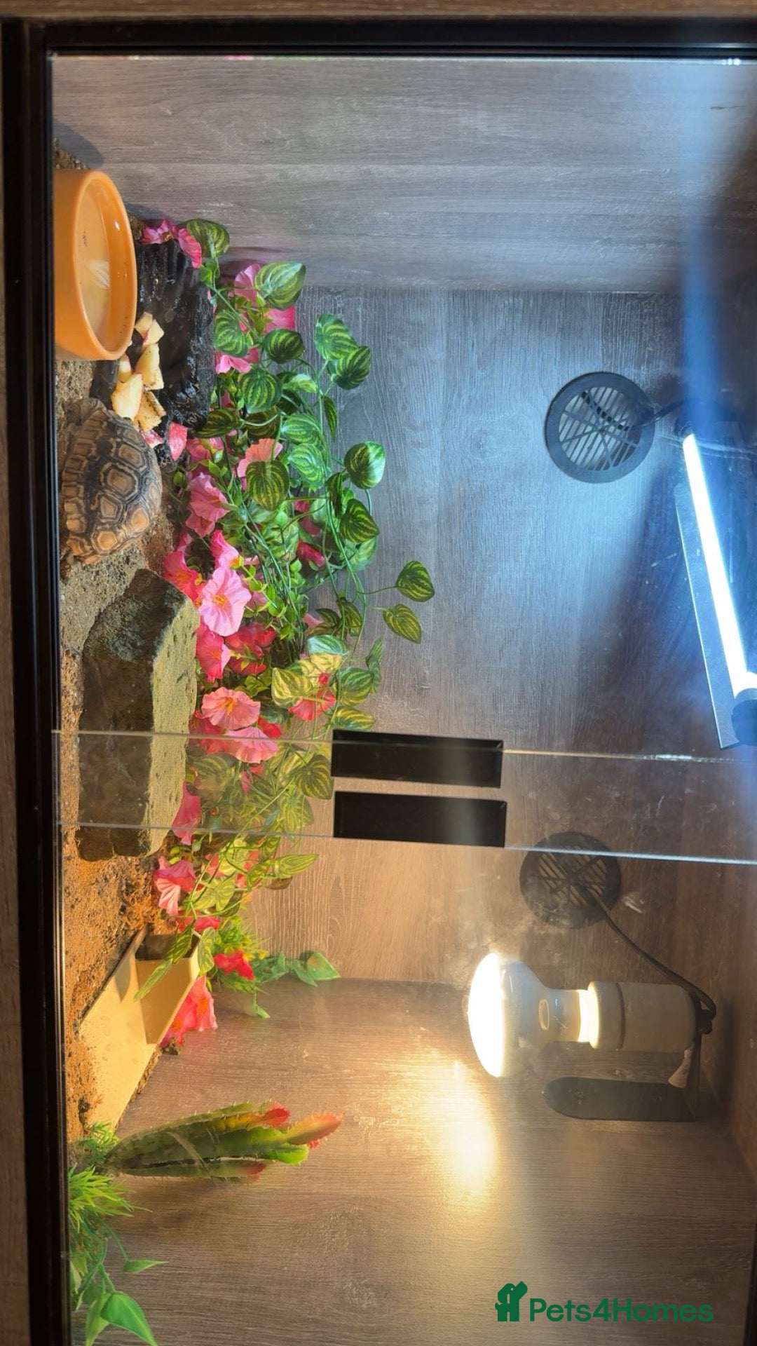 Tortoise reptiles for sale: TORTOISE + FULL SET UP - Advert 2