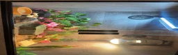Tortoise reptiles for sale: TORTOISE + FULL SET UP - Advert 1
