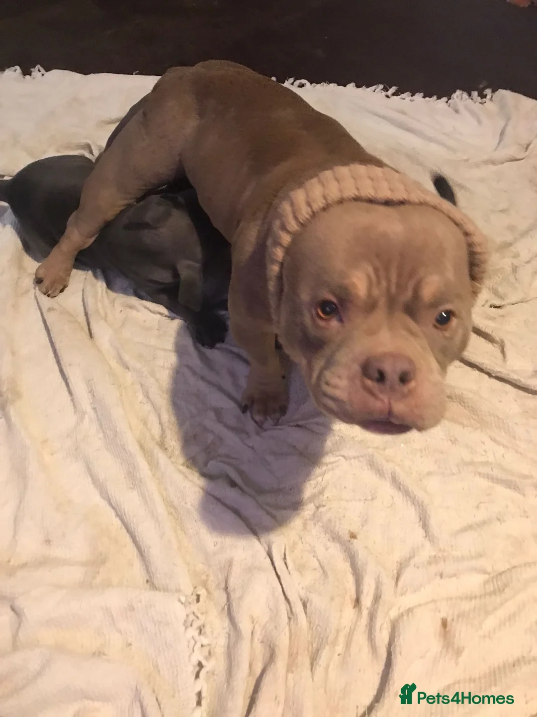 Mixed Breed dogs for sale: Pocket bully / Cane Corso pups  - Advert 10