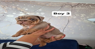 English Bulldog dogs - Advert 11