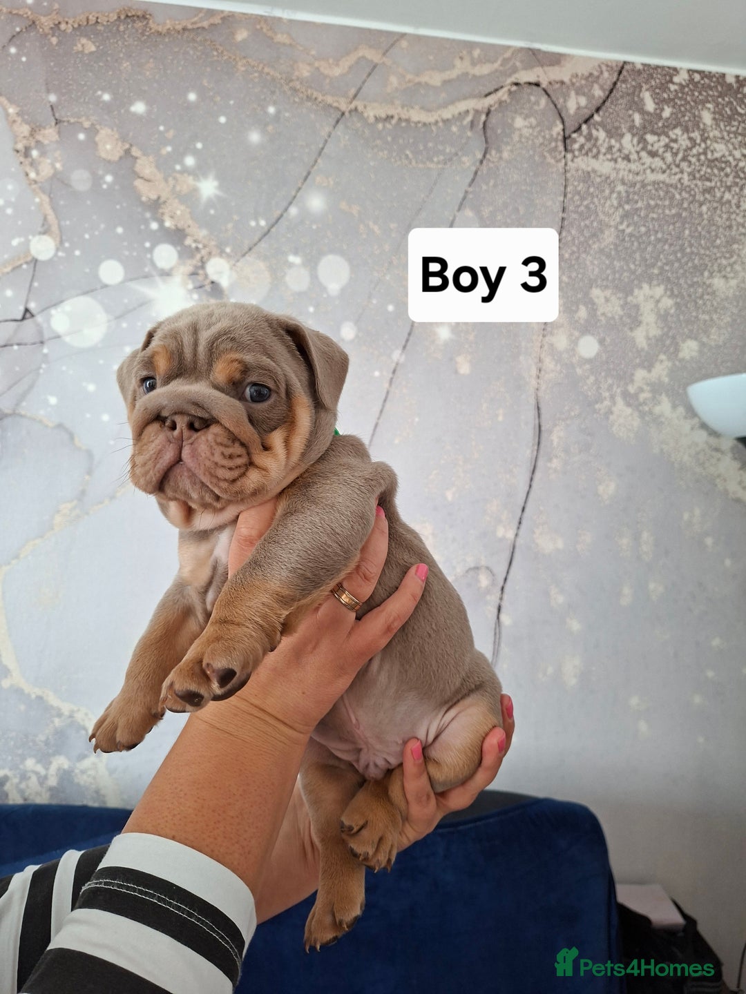 English Bulldog dogs for sale: Beautifull full suit lilac and tan - Image 2