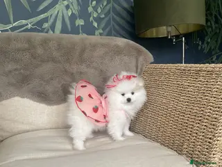 Pomeranian dogs Stunning KC Registered Pomeranians - Advert 13