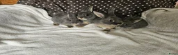 Netherland Dwarf rabbits for sale: Blue Netherland Dwarf bunnies  - Advert 2