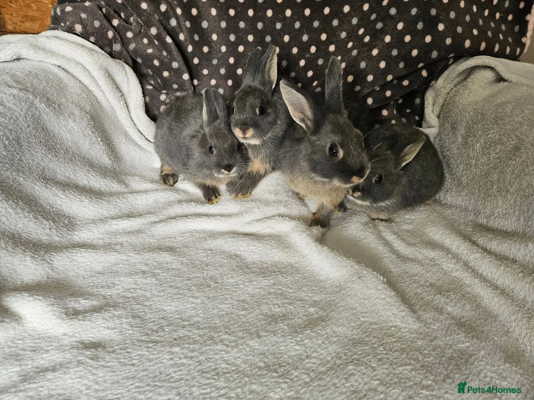 Netherland Dwarf rabbits for sale: Blue Netherland Dwarf bunnies  - Advert 2