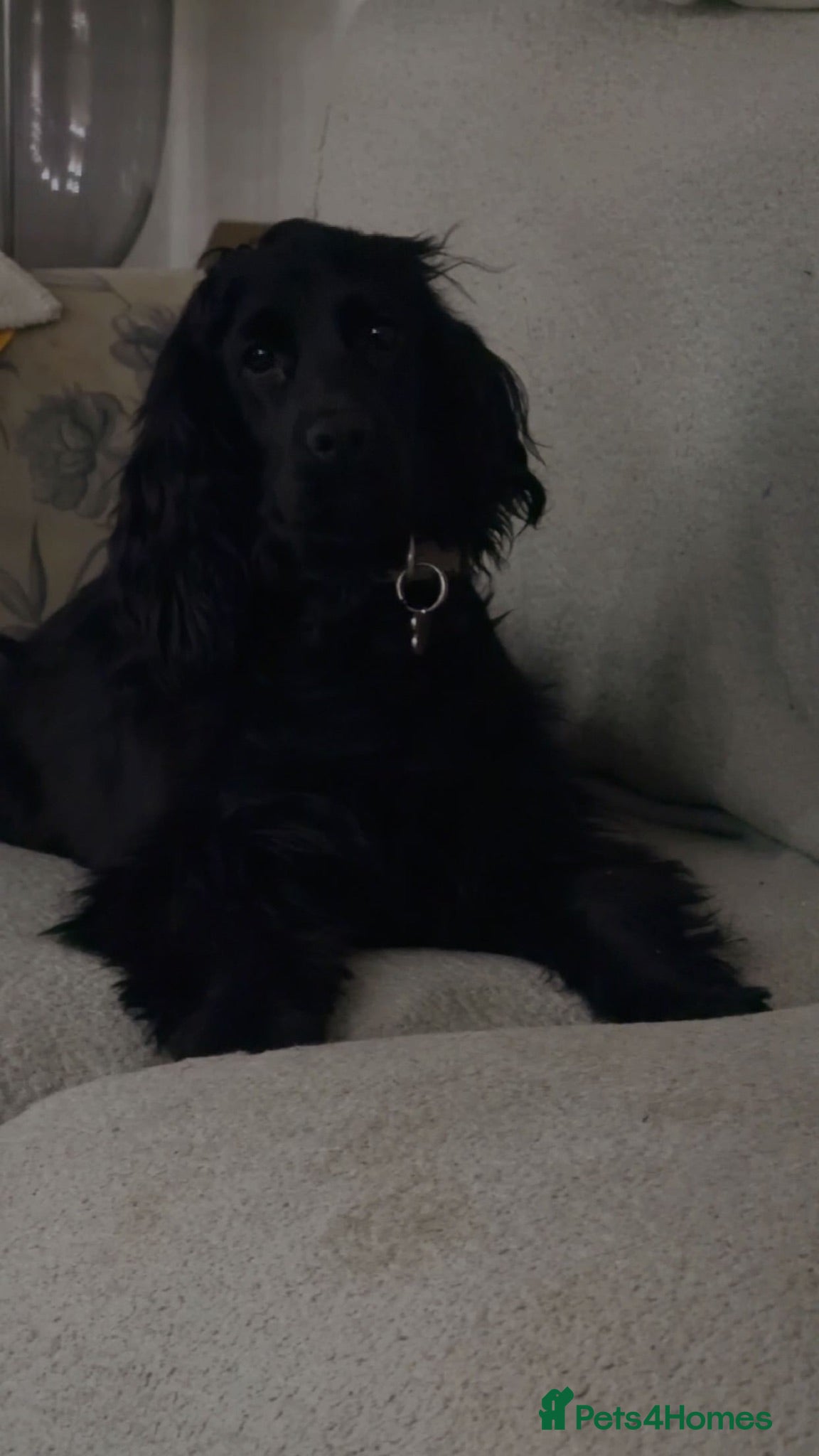 Cocker Spaniel dogs Cocker spaniel - Advert 3