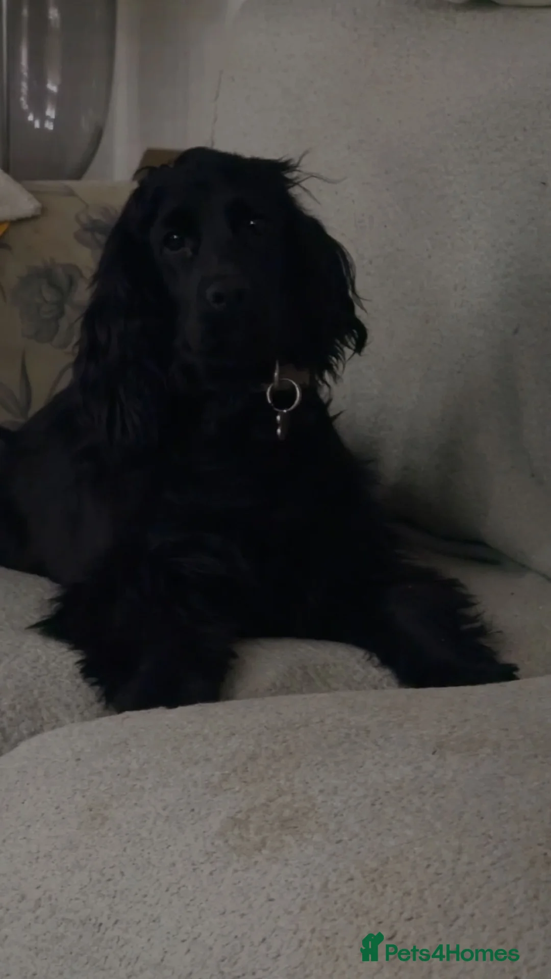 Cocker Spaniel dogs for sale: Cocker spaniel - Advert 1