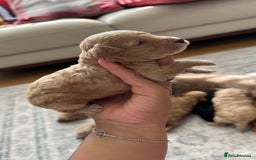 Toy Poodle dogs for sale: Toy poodles (5 girls and 2 boys) - Image 8