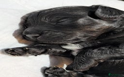 Cockapoo dogs for sale: 5 cockapoo puppys - Image 8