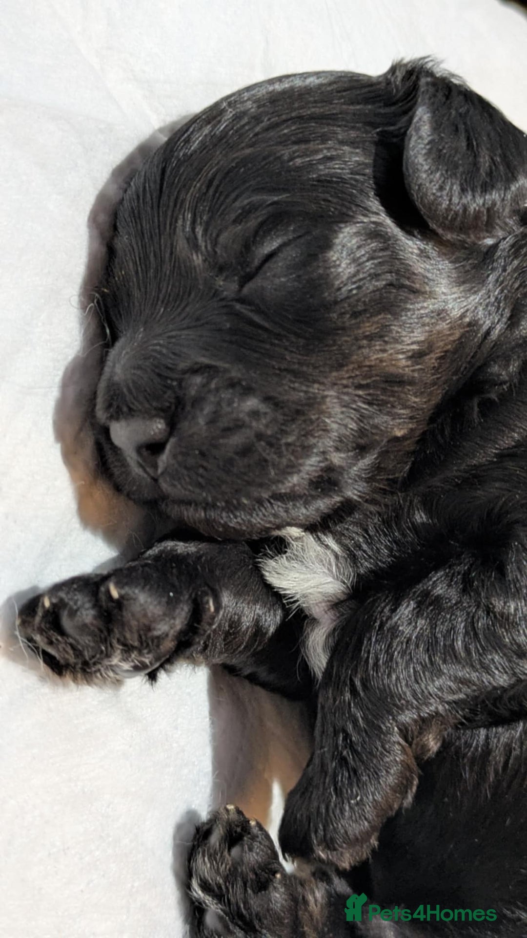 Cockapoo dogs for sale: 5 cockapoo puppys - Image 8