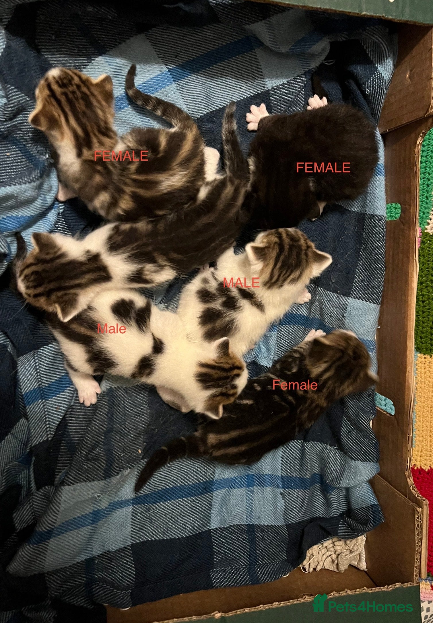 Mixed Breed cats 4 kittens available for sale - Advert 2