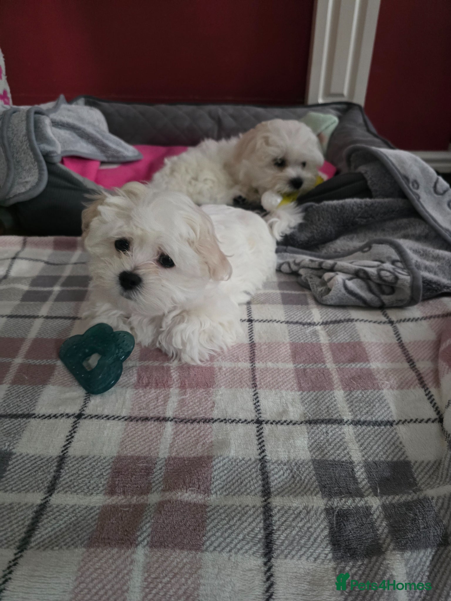 Maltese dogs Adorable Maltese Puppies for Sale - Advert 3