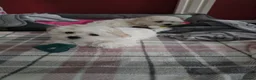 Maltese dogs for sale: Adorable Maltese Puppies for Sale - Advert 15