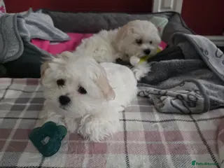 Maltese dogs Adorable Maltese Puppies for Sale - Advert 3