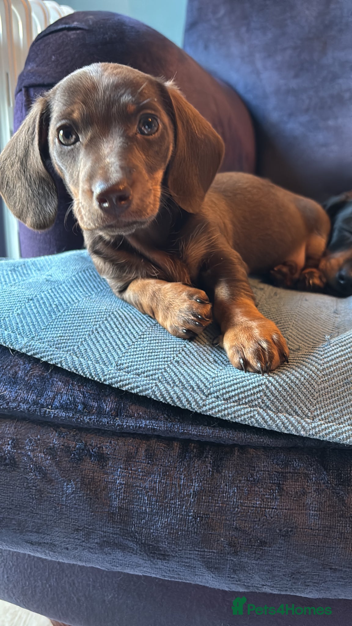 Miniature Dachshund dogs Miniature dachshund puppy for sale - Advert 15