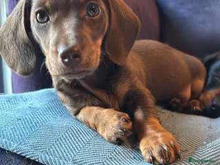 Miniature Dachshund dogs Miniature dachshund puppy for sale - Advert 15