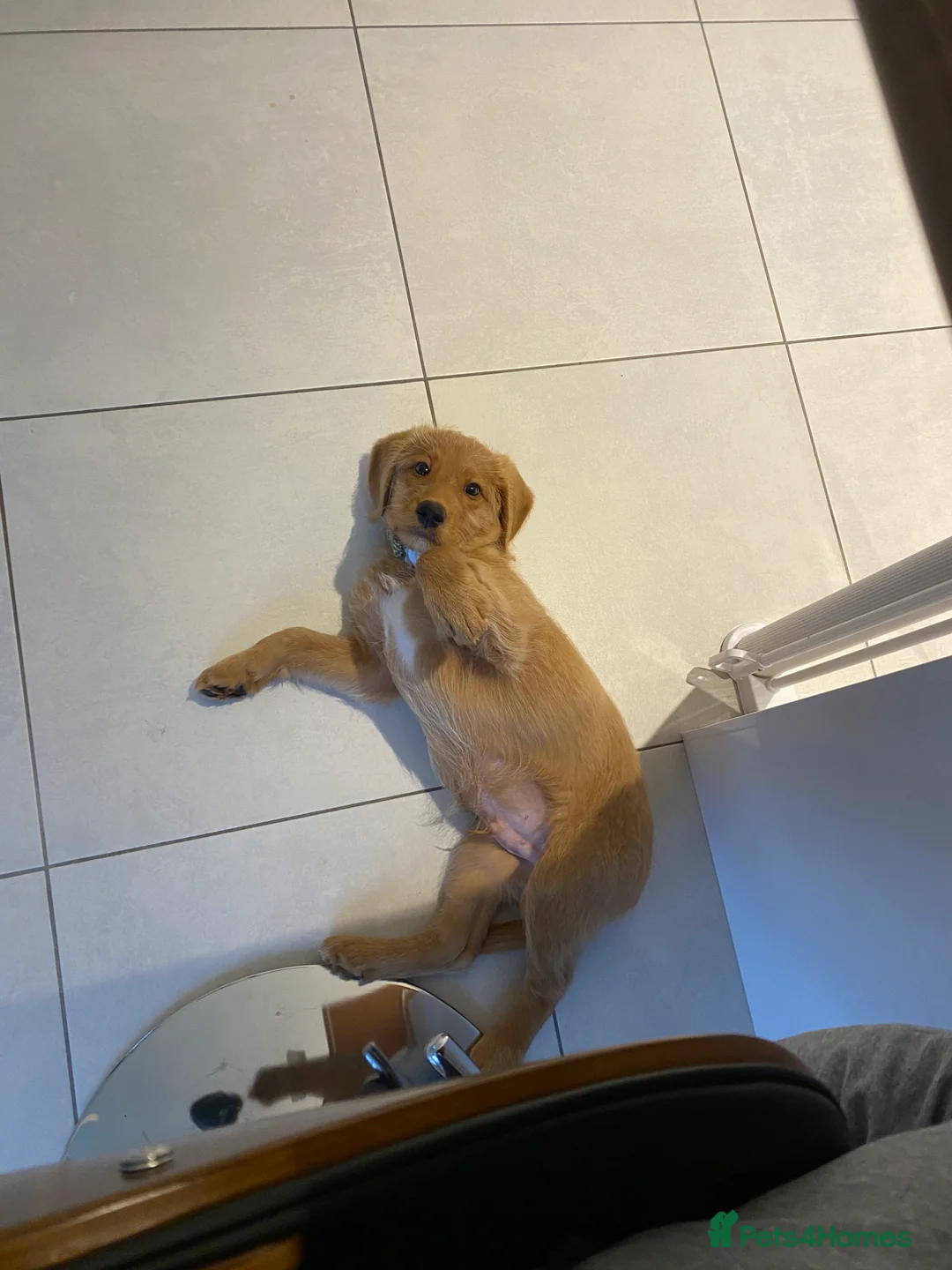 Labradoodle dogs for stud: STUD F1 Labradoodle  in Littlehampton - Advert 7