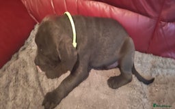 Cane Corso dogs for sale: 100 percent cane corsos puppys - Image 9