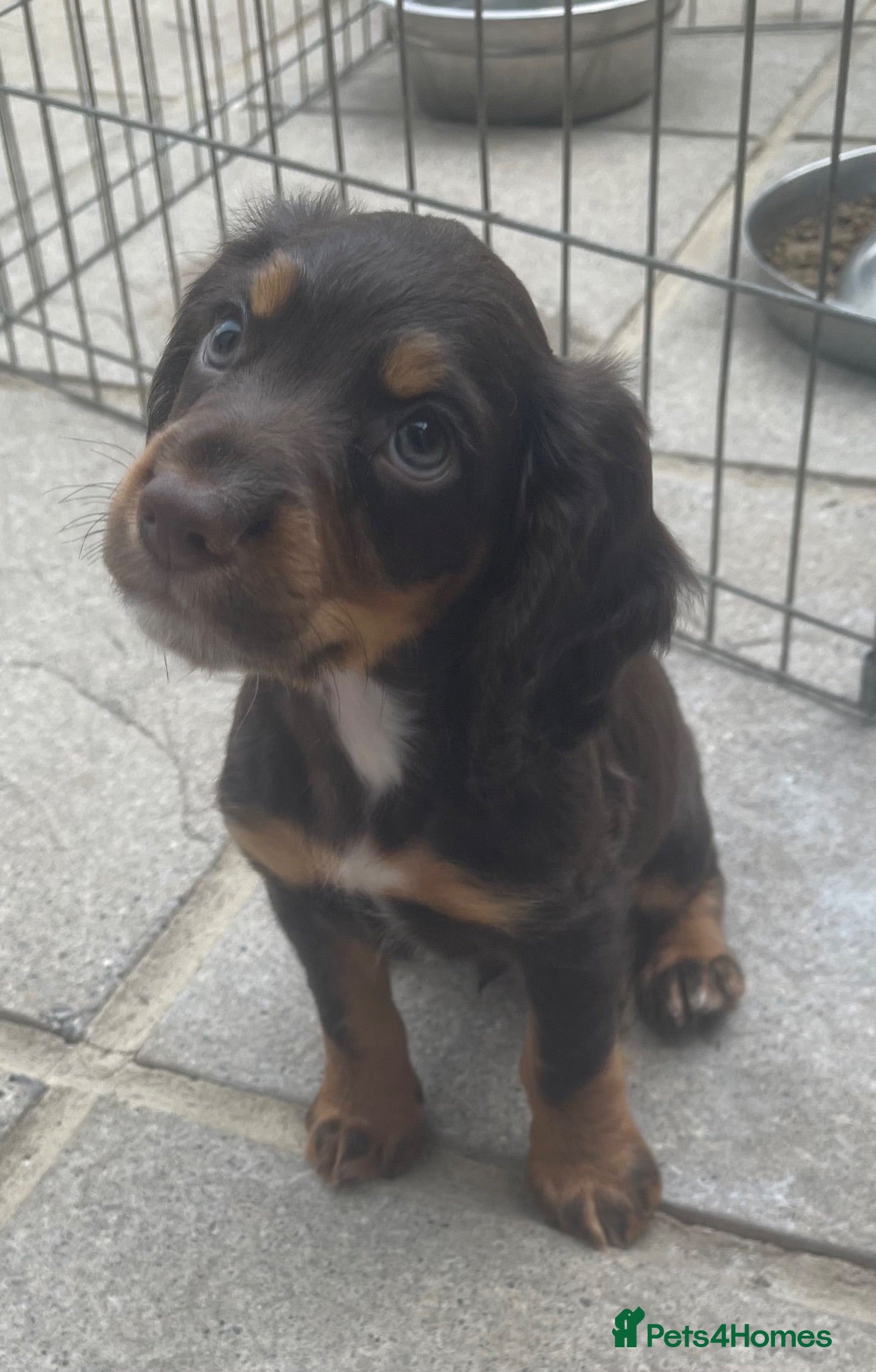 Cocker Spaniel dogs Tri dog - Advert 1