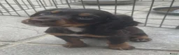 Cocker Spaniel dogs for sale: Tri dog in Southampton - Advert 1