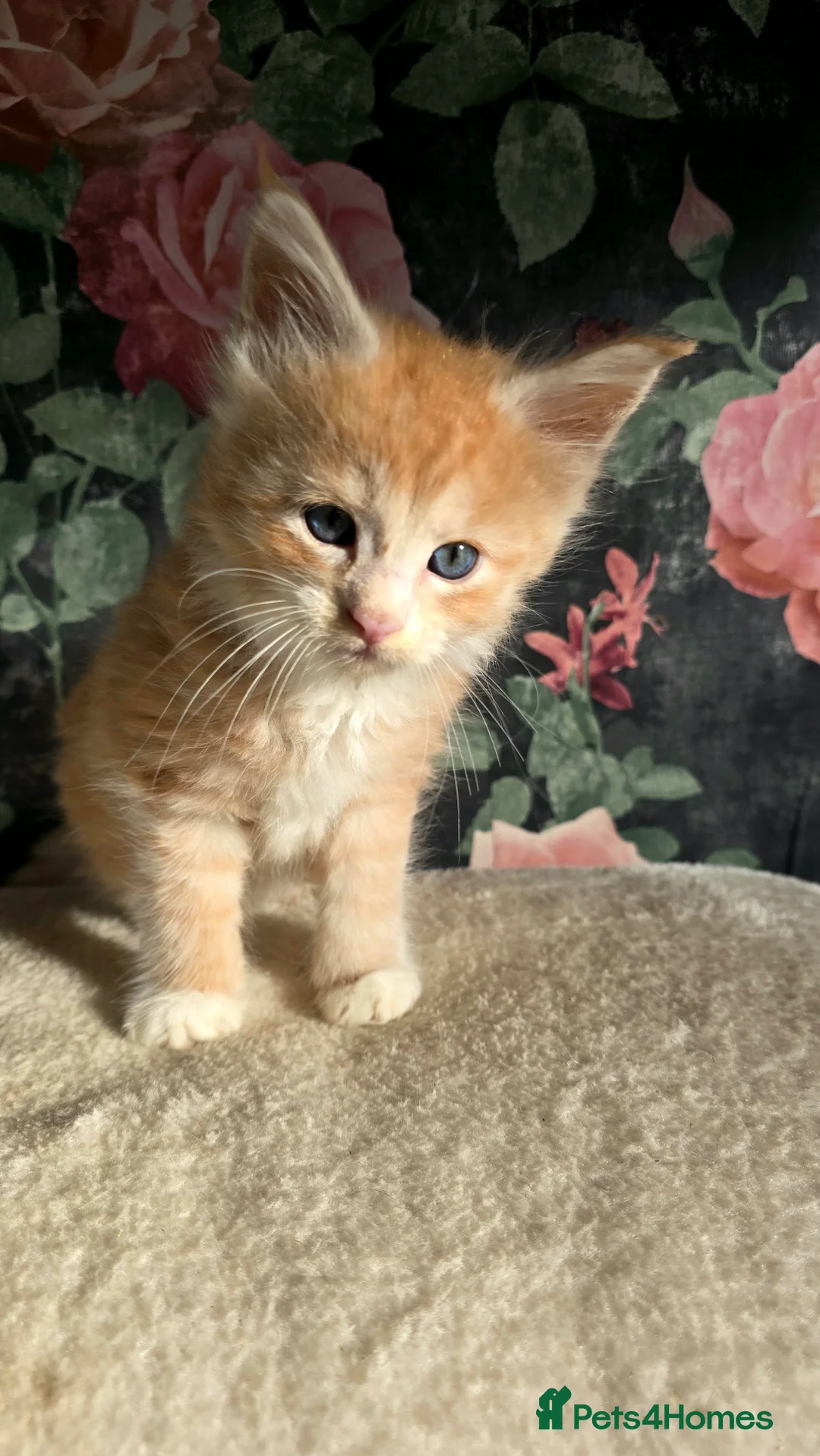 Maine Coon cats for sale: Stunning Maine coons  - Advert 4