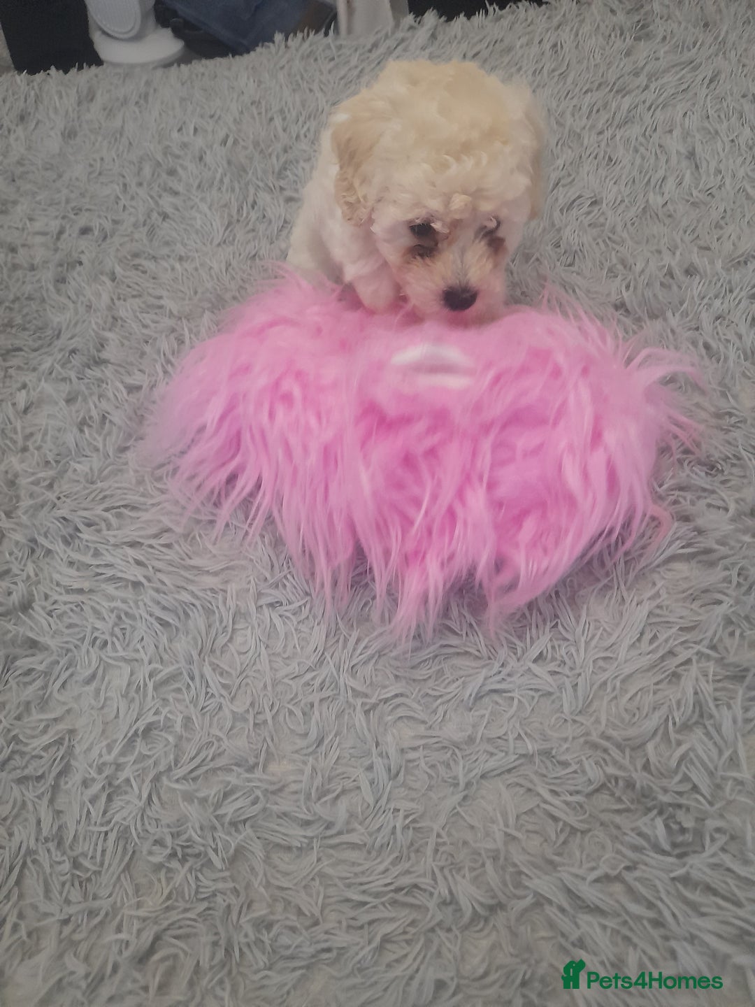 Poochon dogs for sale: Beautiful Poochon Puppies - Image 5