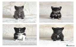 Pomsky dogs for sale: Adorable small f3 Pomsky puppies for sale  - Image 1