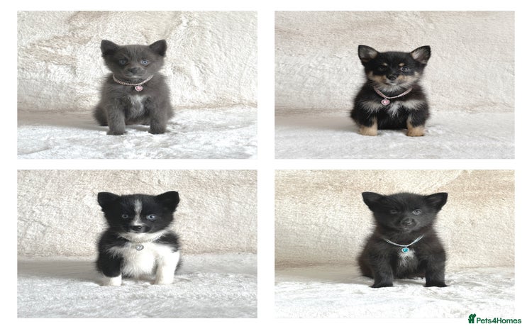 Pomsky dogs - Advert 1
