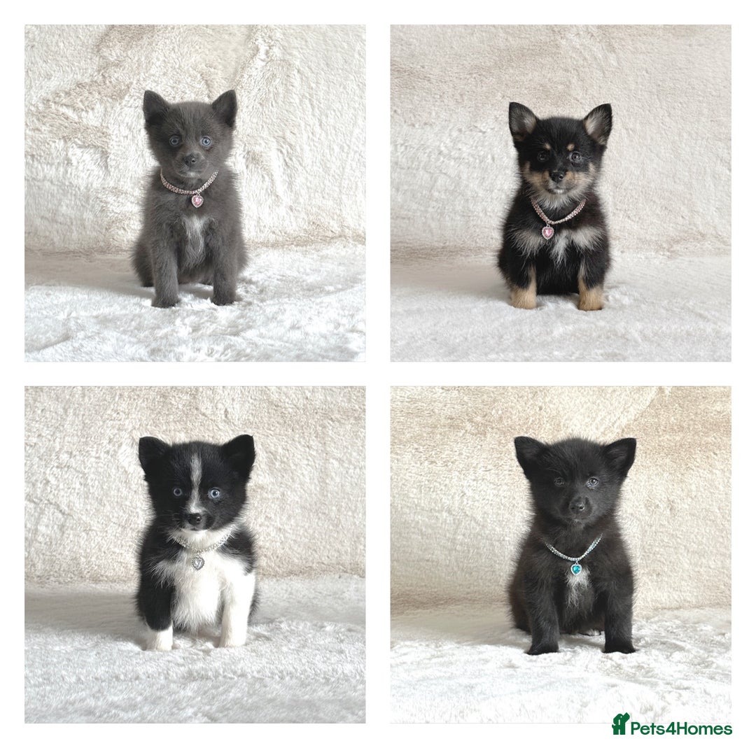 Pomsky dogs for sale: Adorable small f3 Pomsky puppies for sale  - Image 1