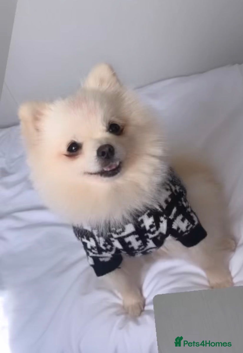 Pomeranian dogs Beautiful teddy bear faced poms - Advert 13