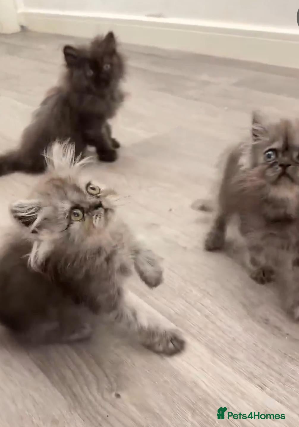 Persian cats 6 Persians ready now (west Midlands) - Advert 5