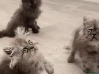 Persian cats 6 Persians ready now (west Midlands) - Advert 5