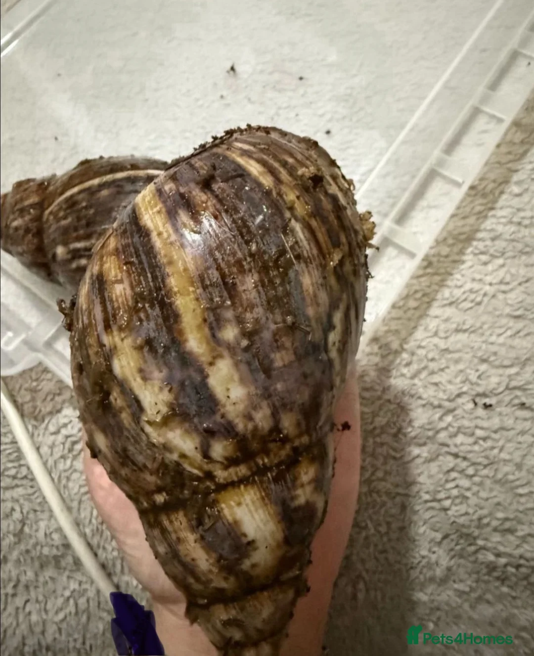 Snails invertebrates for sale: Ovum snails only a few left  - Advert 9