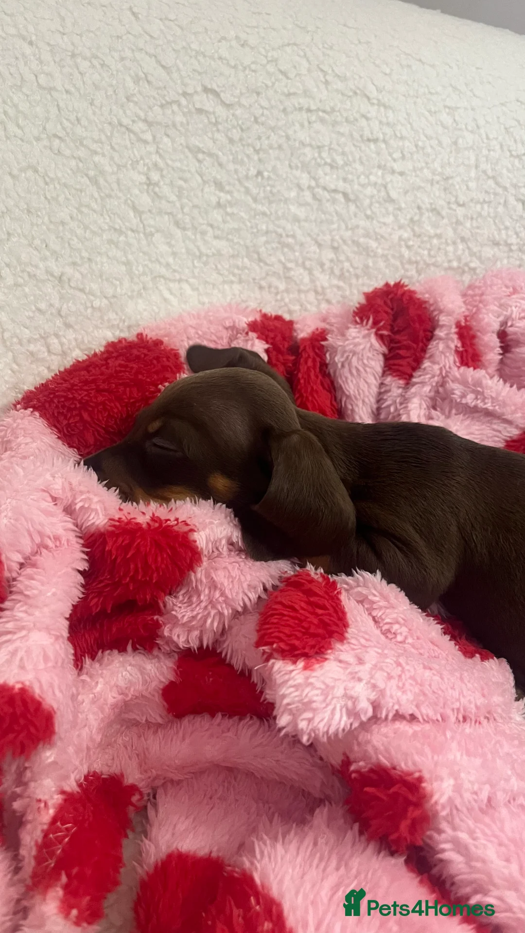 Dachshund dogs for sale: Little girl  - Advert 6