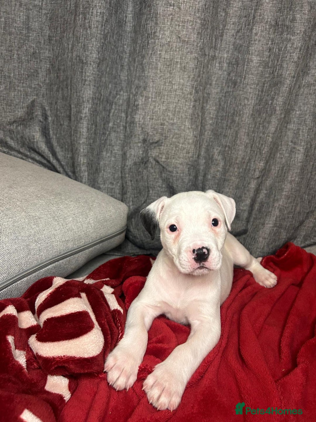 American Bulldog dogs for sale: American Bulldog - Image 14