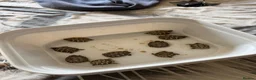 Tortoise reptiles for sale: Herman tortoises in Peacehaven - Advert 7