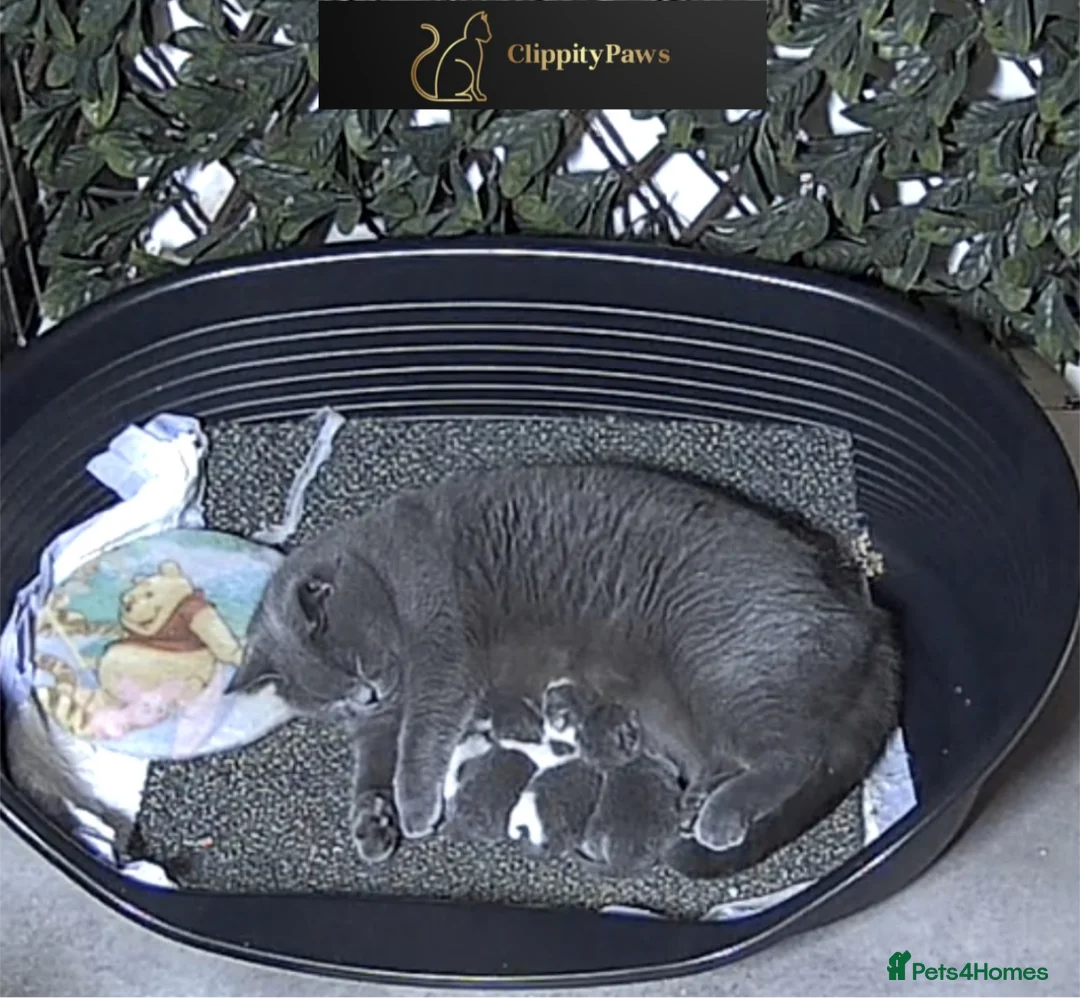 British Shorthair cats for sale: GCCF REGISTERED CHUNKY BRITISH SHORTHAIR KITTENS - Advert 9