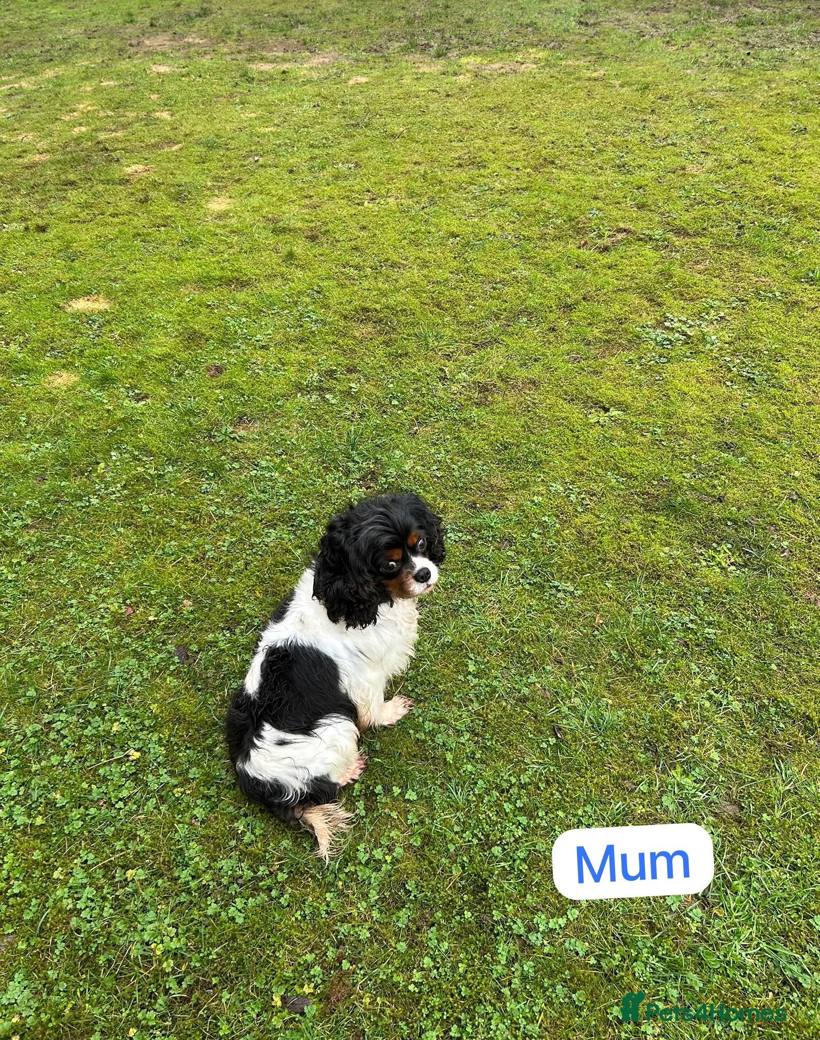 Cavapoo dogs Cavapoo puppy’s  - Advert 11