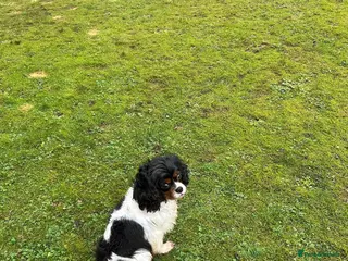 Cavapoo dogs Cavapoo puppy’s - Advert 11