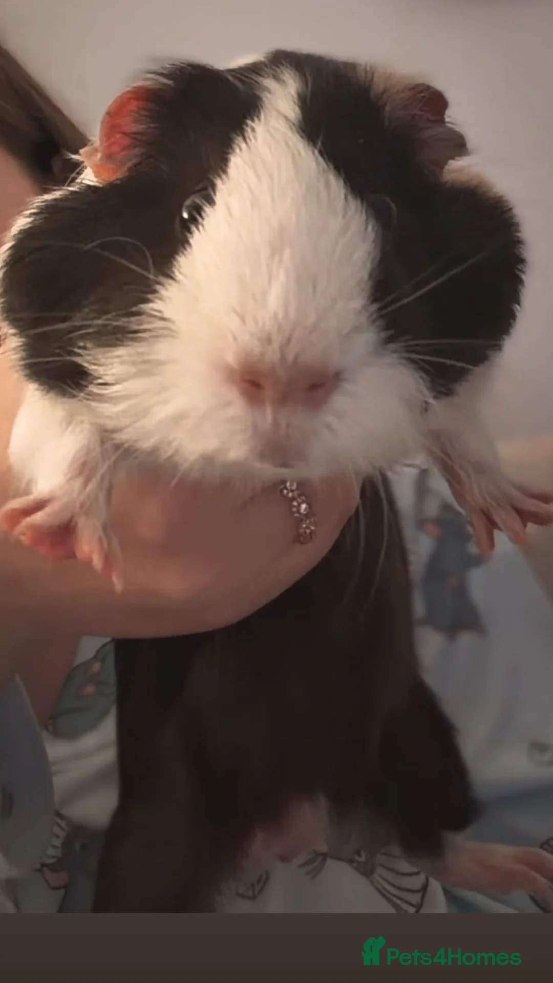 English rabbits for sale: 2 male guinea pigs - Advert 4