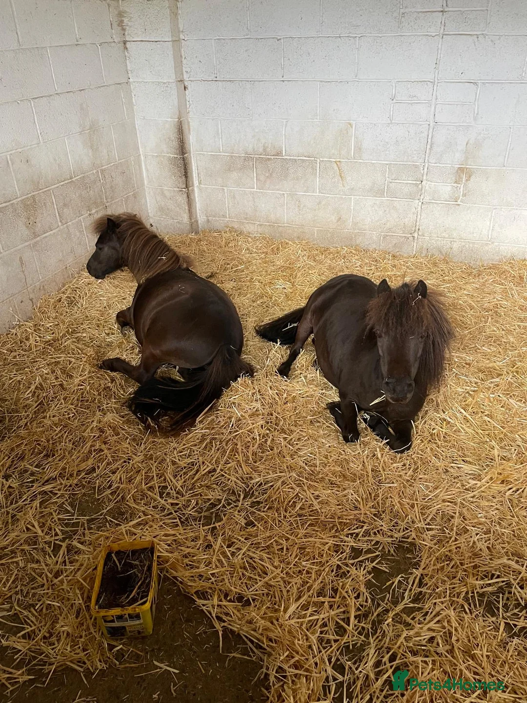 Miniature horses for sale: Partbred Falabella  - Advert 2