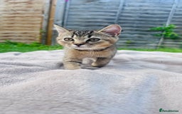 British Shorthair cats for sale: British Shorthair kitten  ONLY ONE BOY AVAILABLE  - Image 2