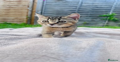 British Shorthair cats - Advert 5