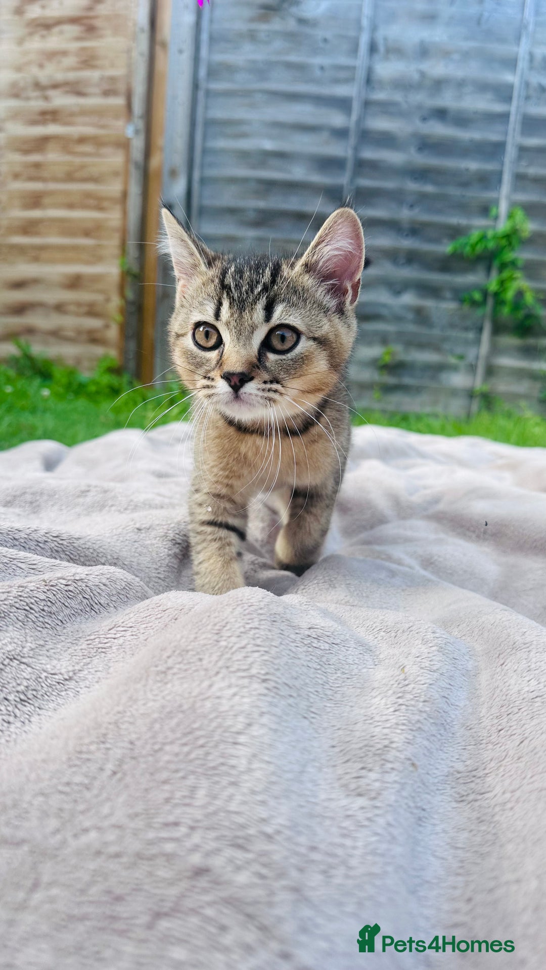 British Shorthair cats for sale: British Shorthair kitten  ONLY ONE BOY AVAILABLE  - Image 2