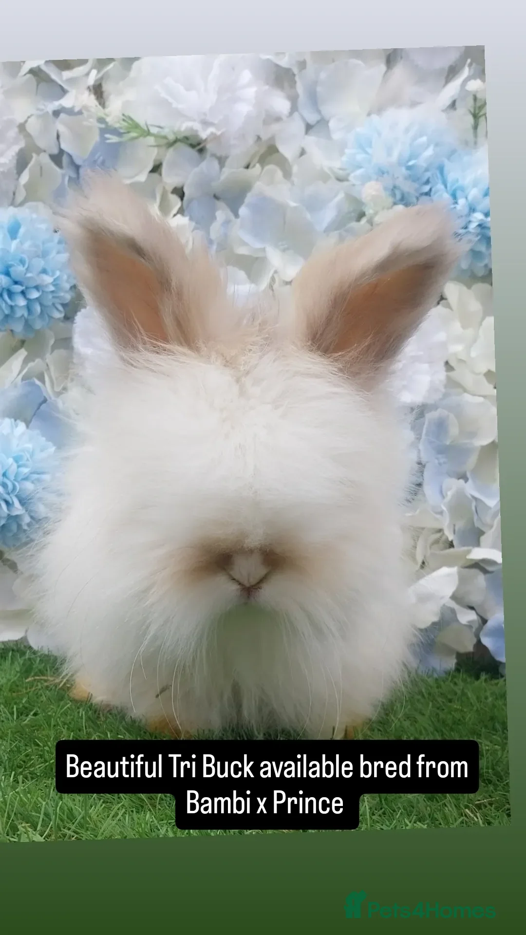 Angora rabbits Beautiful Angora Ready Now  - Advert 2