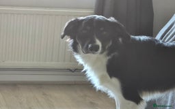 Border Collie dogs for sale: Border Collie pup - Image 1