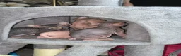 Sphynx cats for sale: Canadian sphynx kittens - Advert 19
