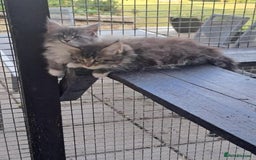 Maine Coon cats for sale: Maine Coon Kittens - Image 4