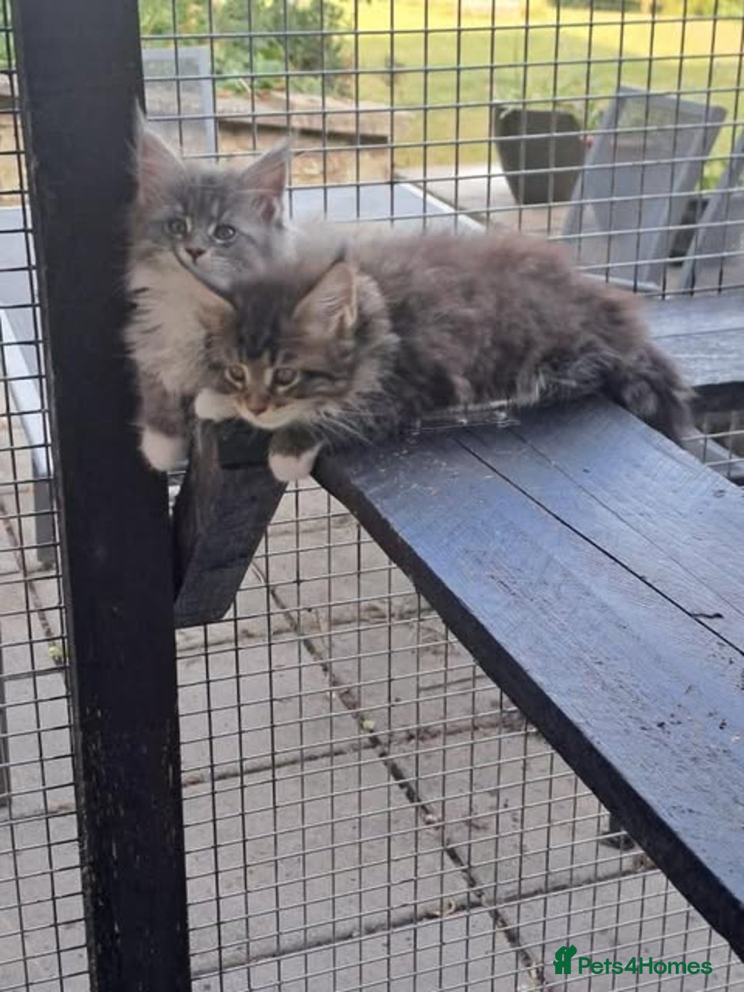 Maine Coon cats for sale: Maine Coon Kittens - Image 4